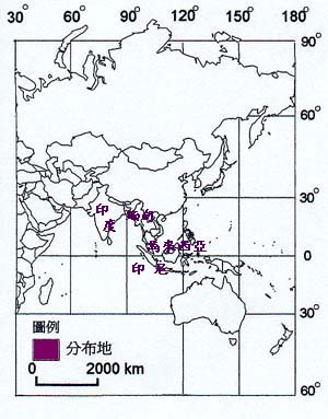 叢立孔雀椰子主要分布地