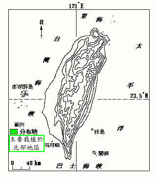 日本黑松