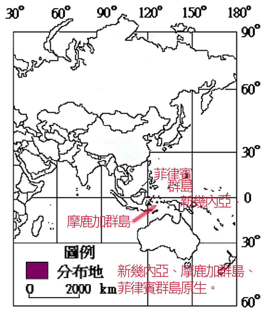 堅果麵包樹