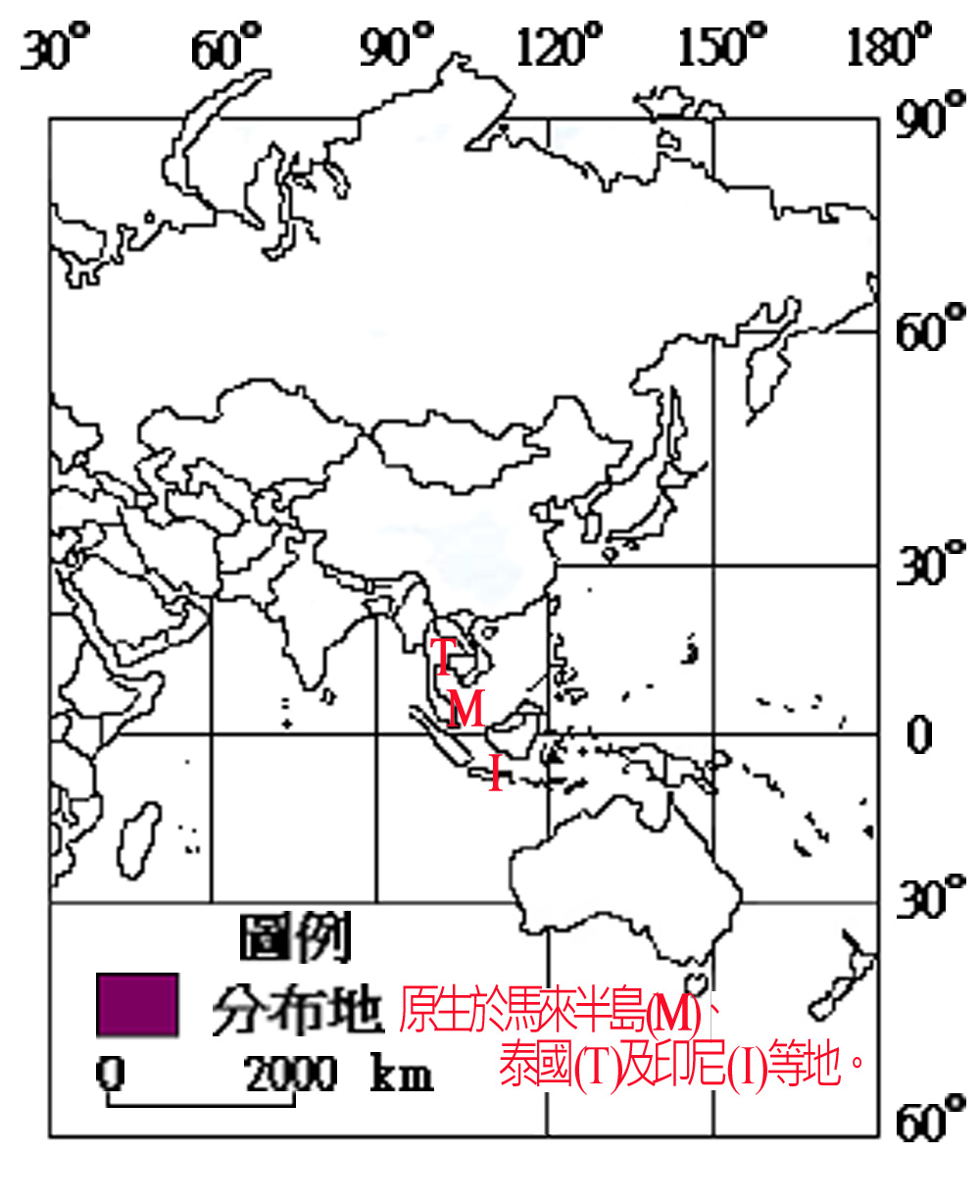 041-030火炬薑