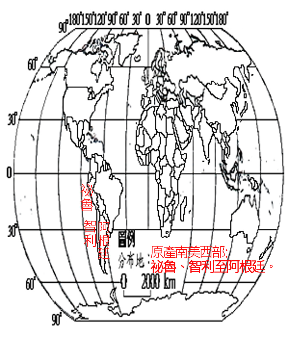 272-001-01檸檬馬鞭草