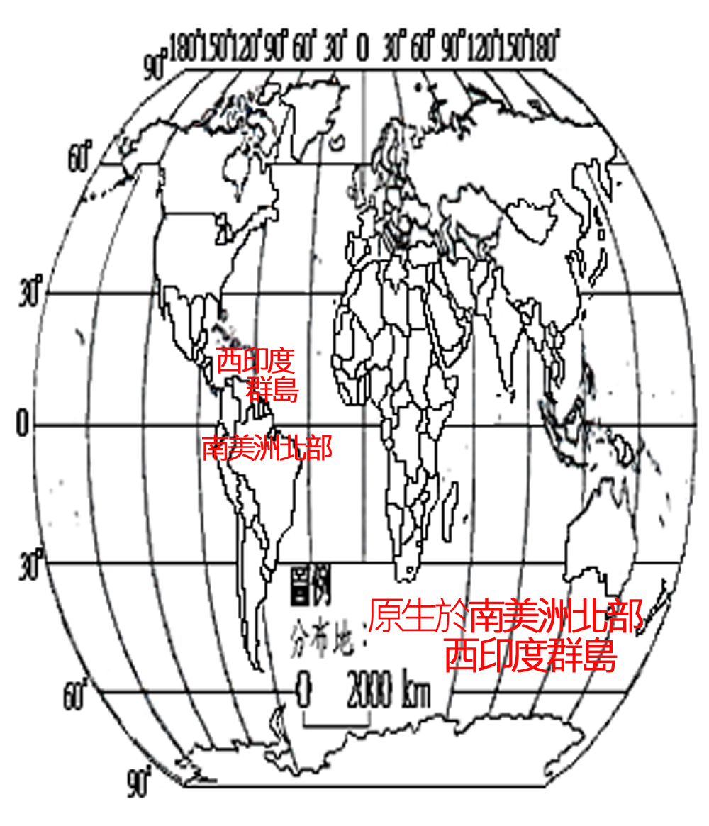 040-001-01大艷紅赫蕉