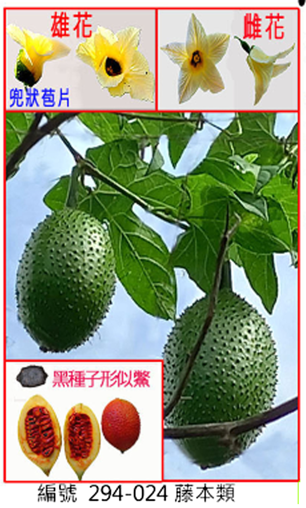 294-024木鱉果