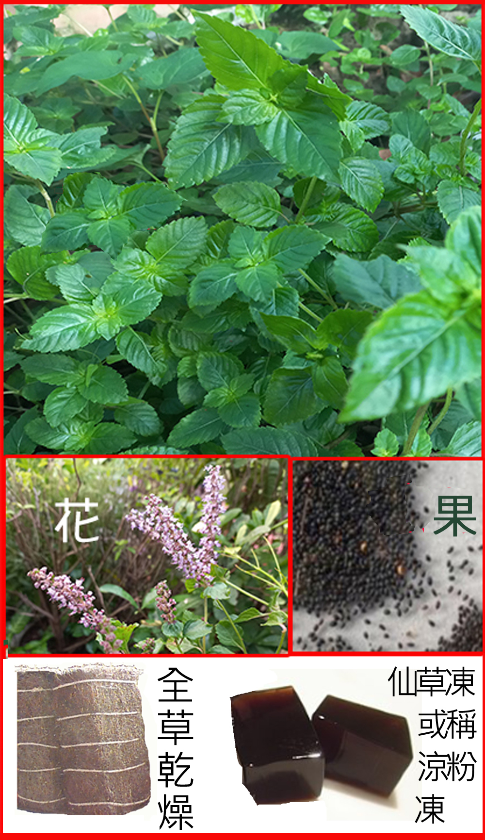 273-041仙草