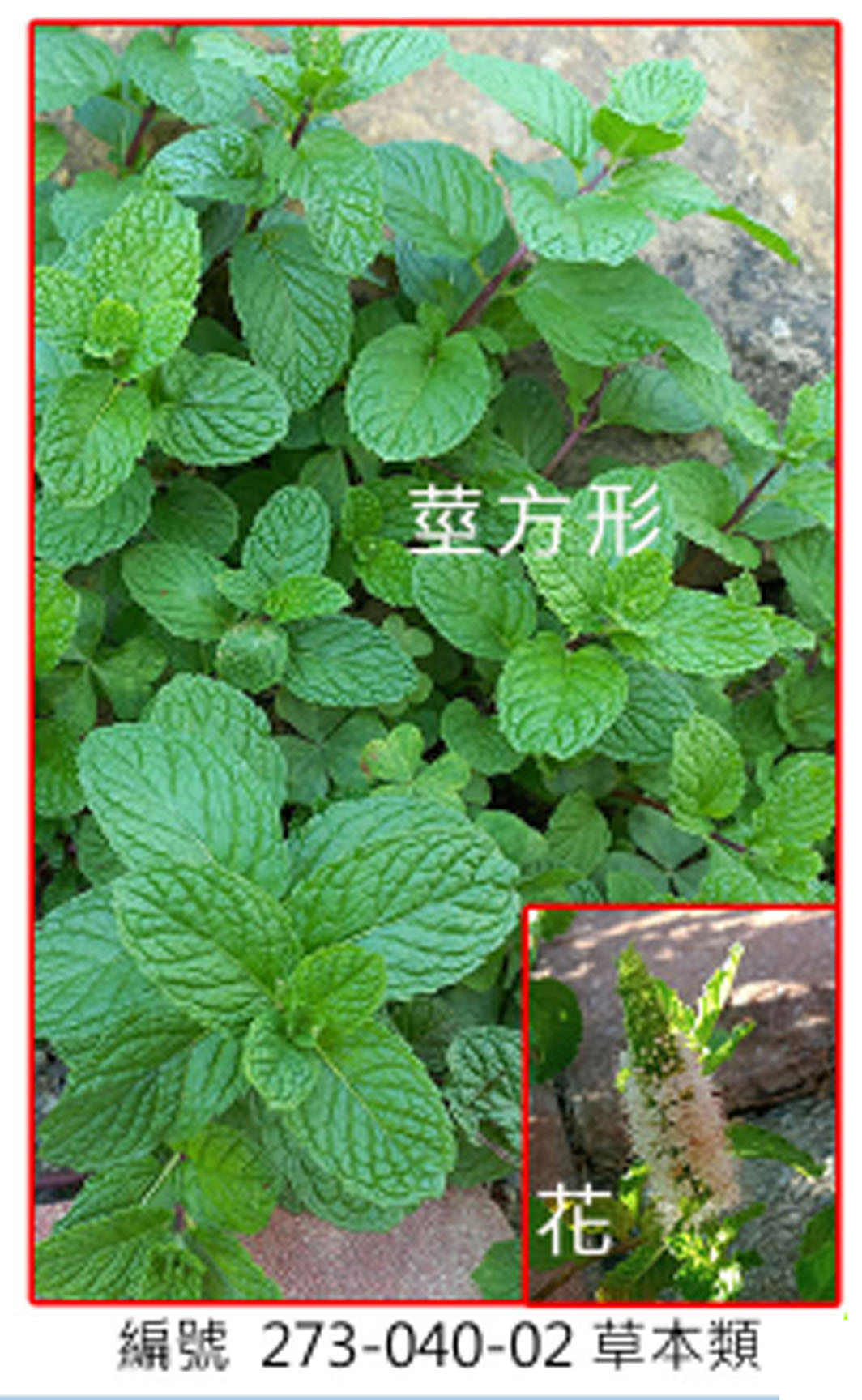 273-040-02縐葉留蘭香