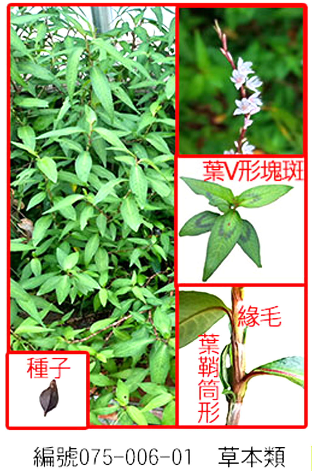 075-006-01 香辣蓼