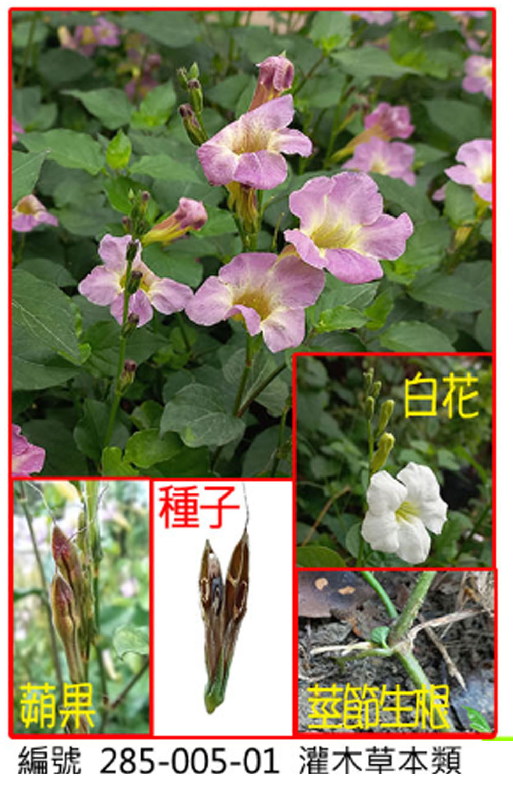 285-005-01寬葉馬偕花