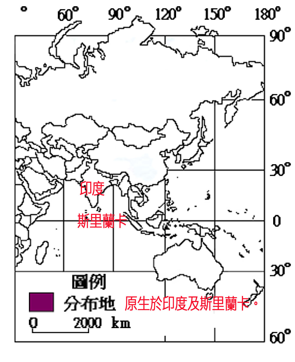 285-005-01寬葉馬偕花