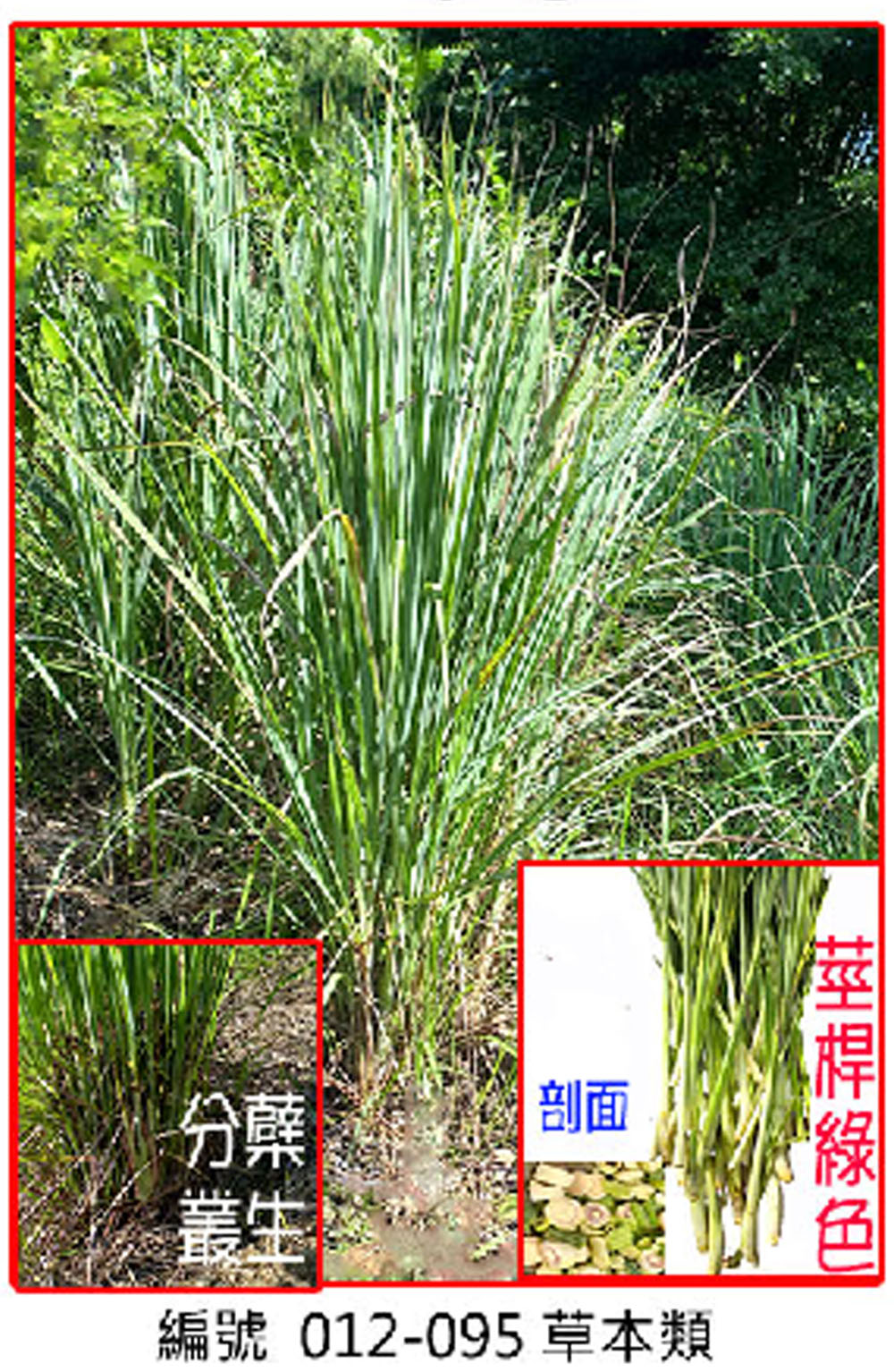 012-095檸檬香茅