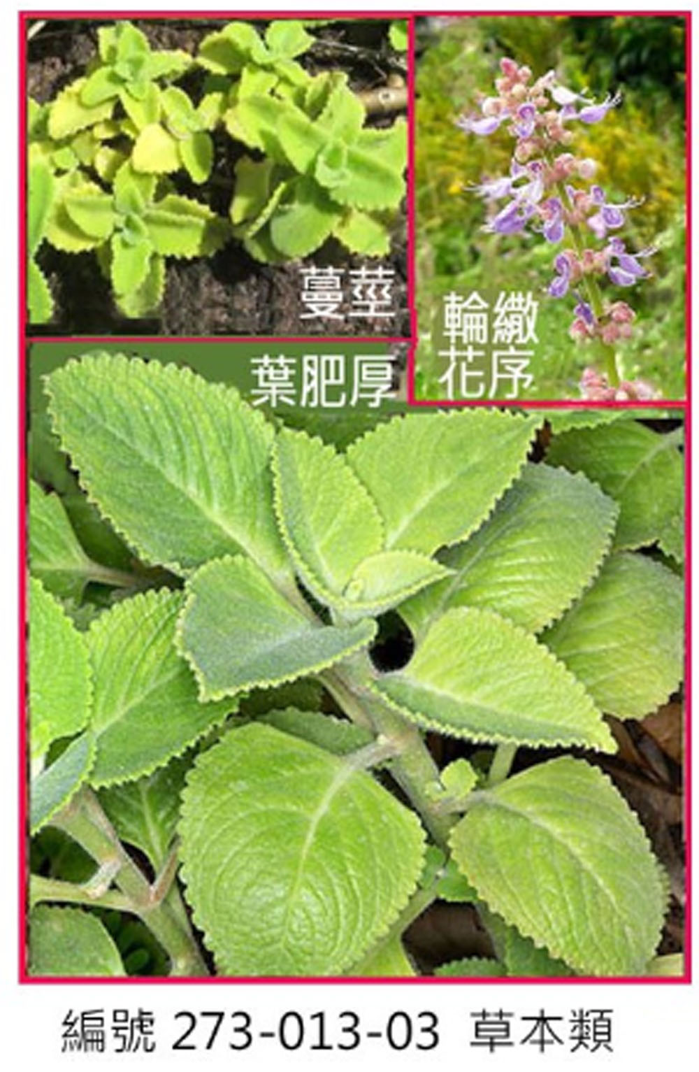 273-013-03 到手香