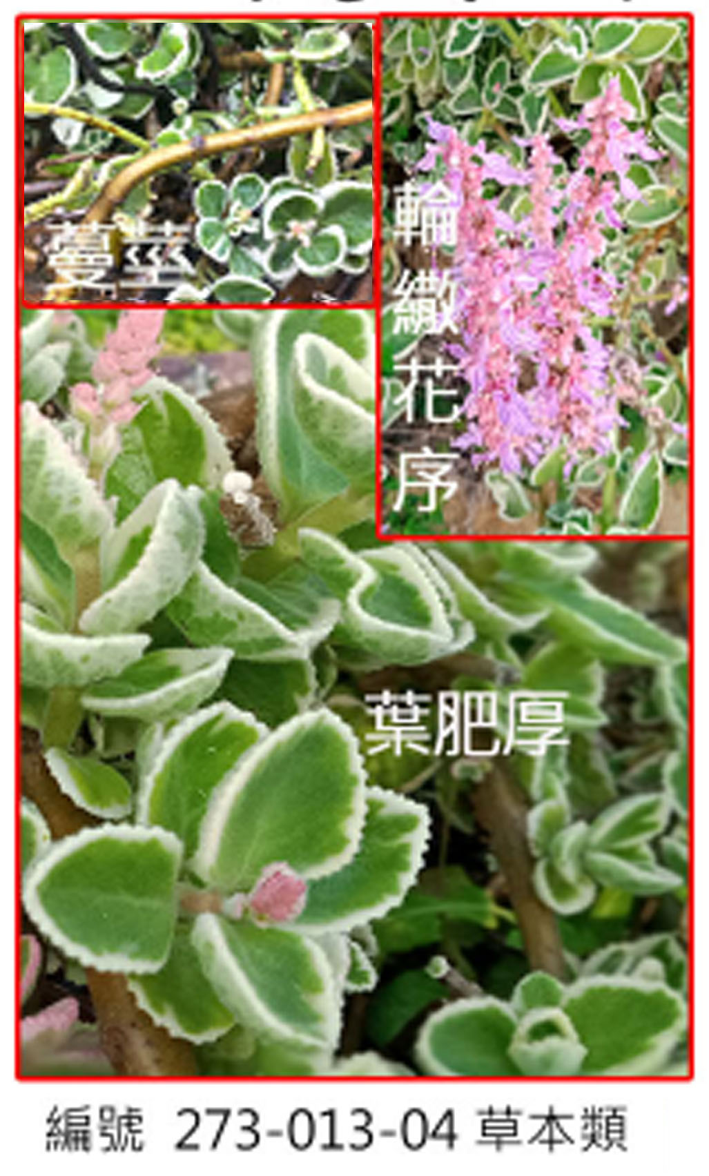 273-013-04鑲邊到手香
