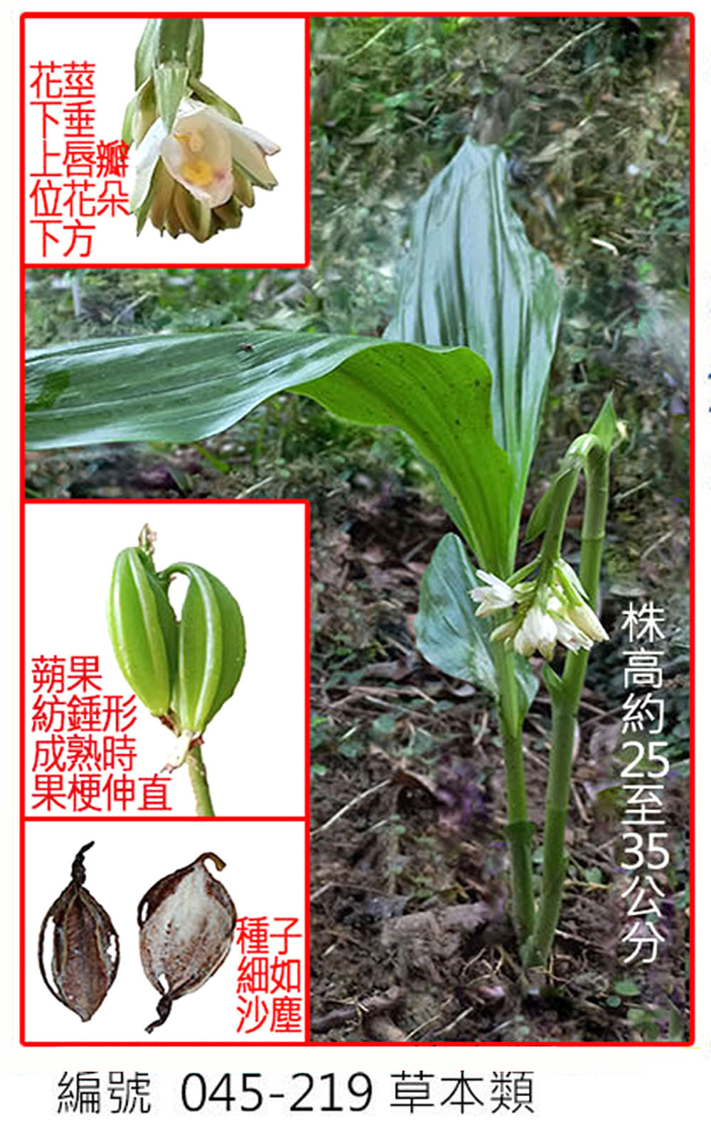 045-219 垂頭地寶蘭 
