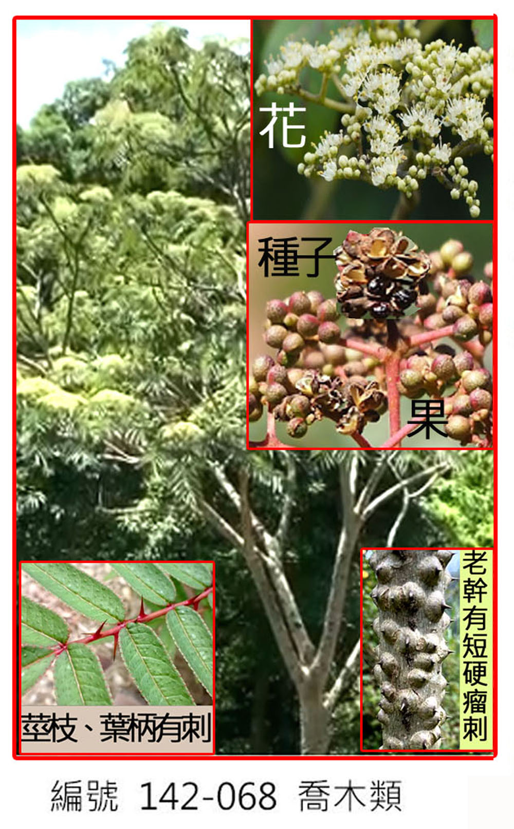 142-068食茱萸