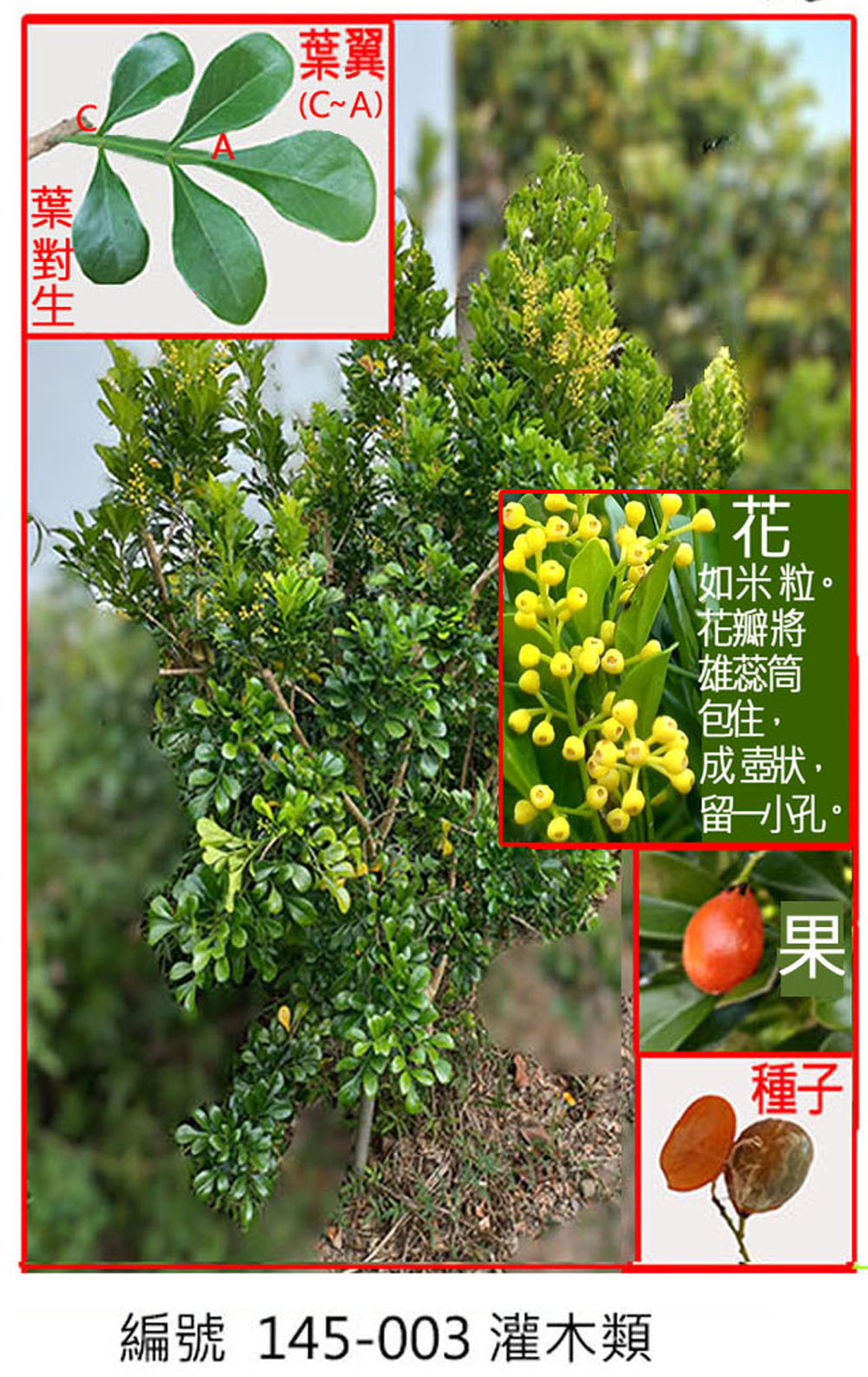 145-003樹蘭