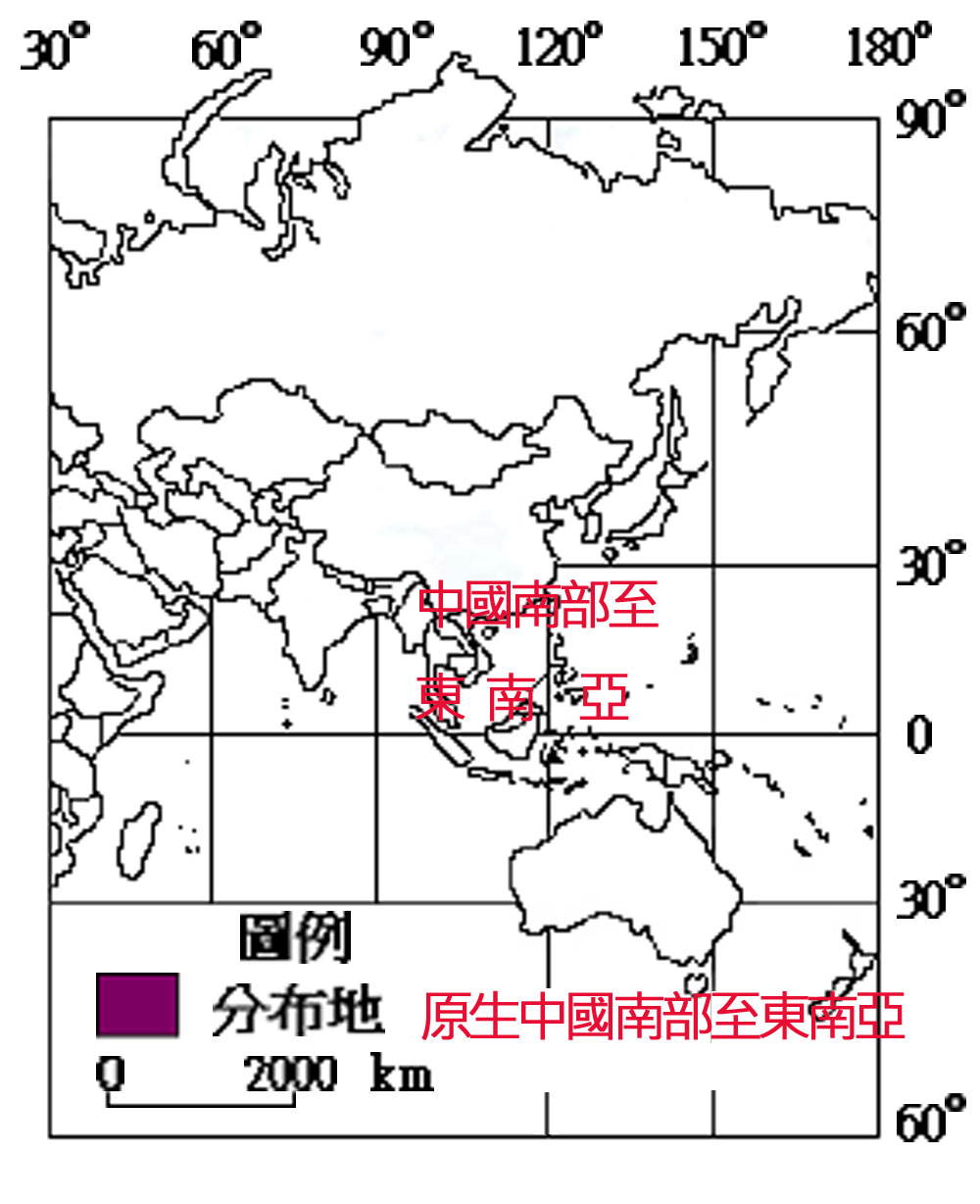 145-003樹蘭