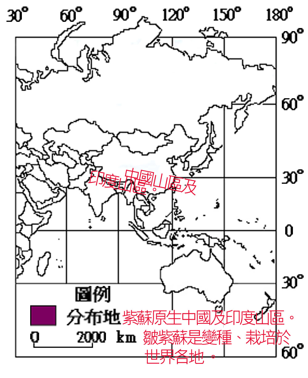 273-058-01皺紫蘇
