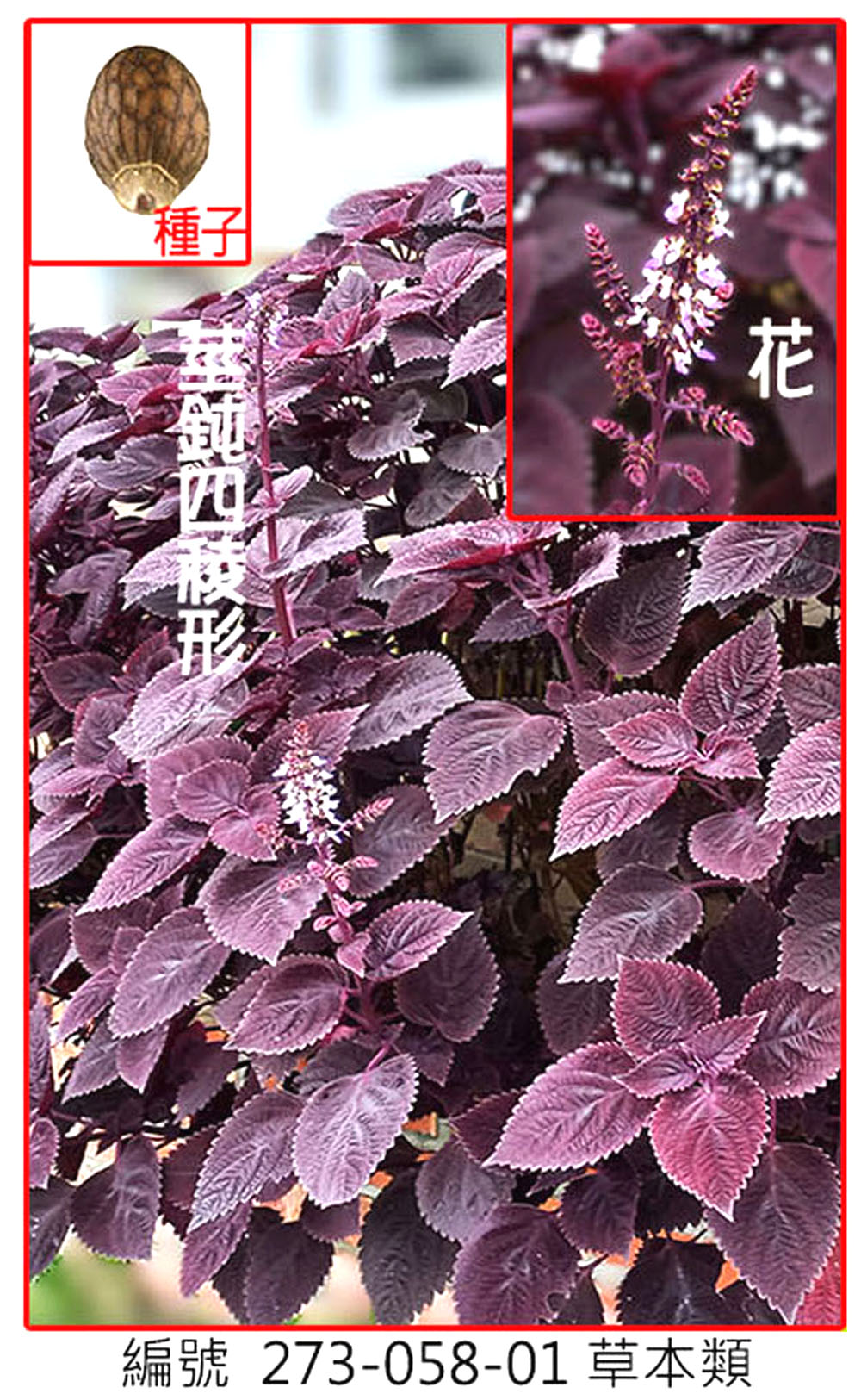 273-058-01皺紫蘇