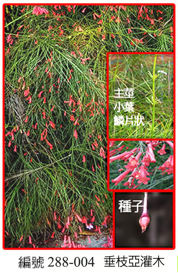288-004炮竹紅