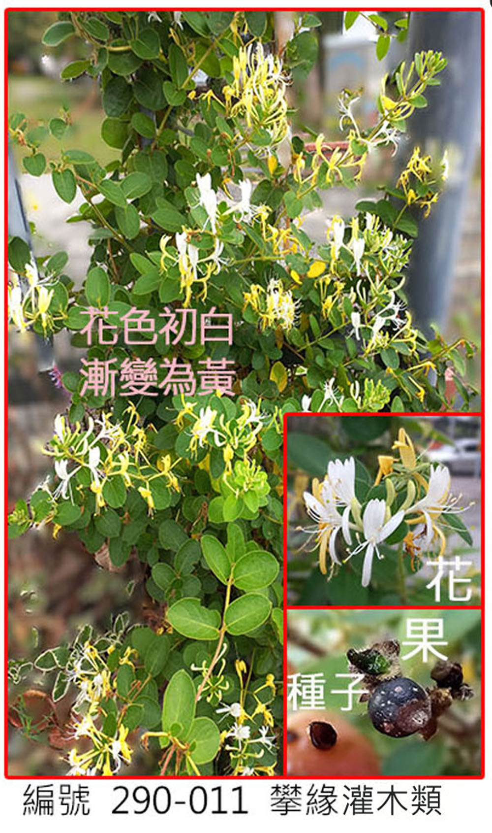 290-011忍冬