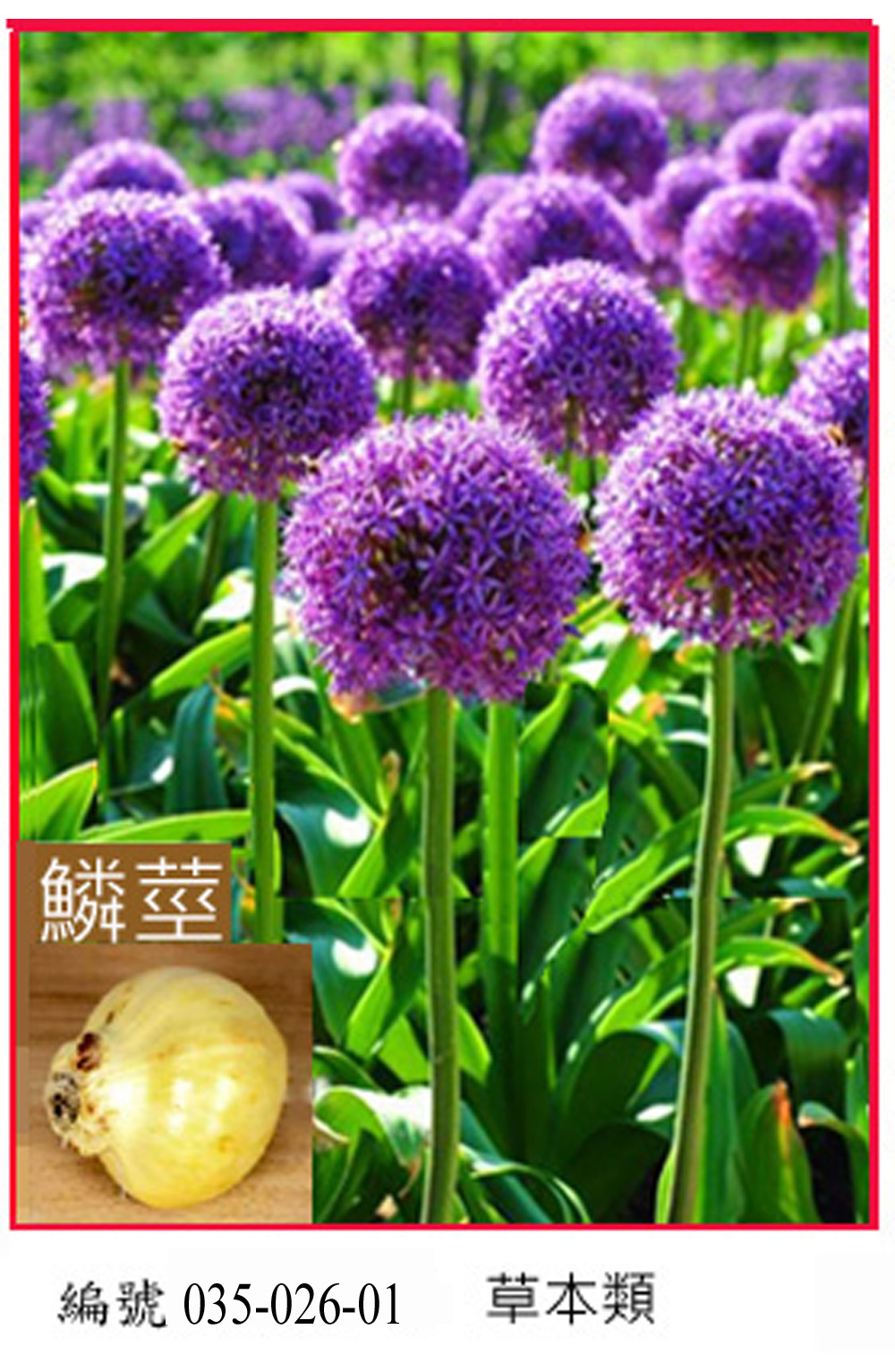 035-026-01大花蔥