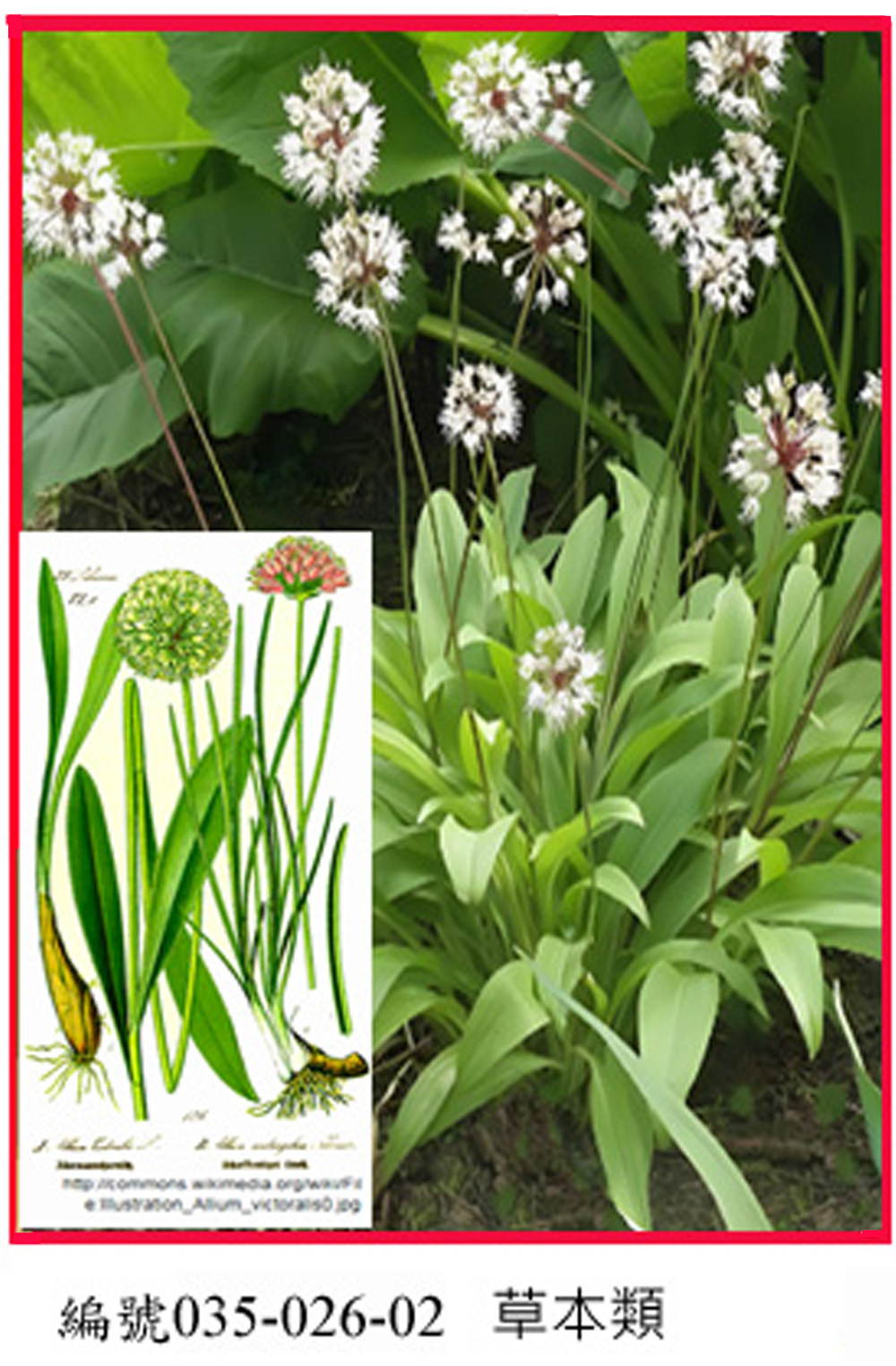 035-026-02勝利蔥 (Allium victorialis L.)