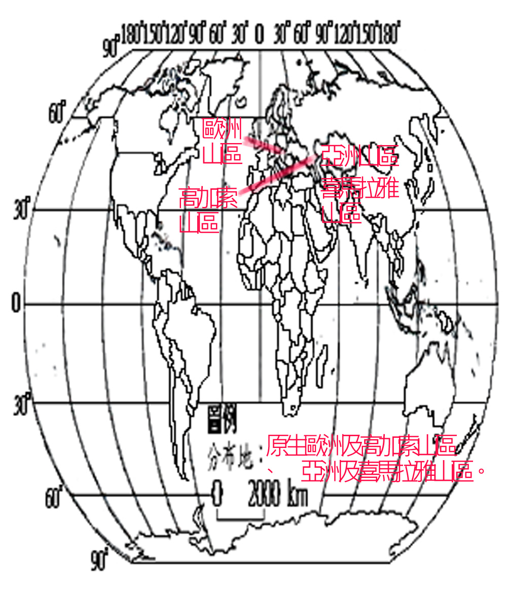 035-026-02勝利蔥 (Allium victorialis L.)