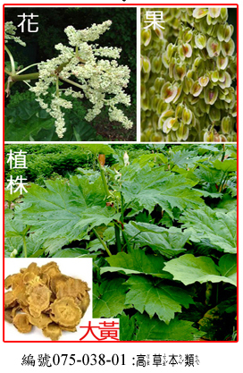 075-038-01藥用大黃 (Rheum officinale Baill.)