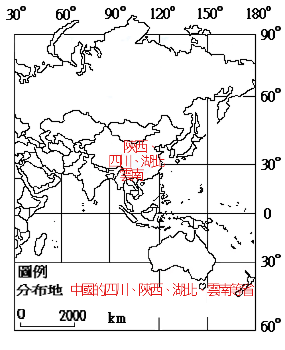075-038-01藥用大黃 (Rheum officinale Baill.)