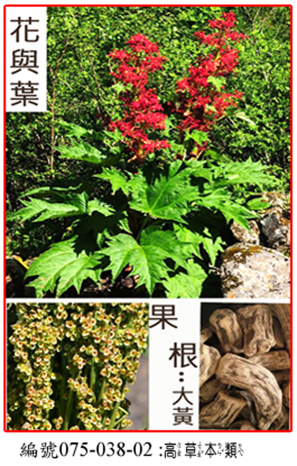 075-038-02掌葉大黃 (Rheum palmatum L.)