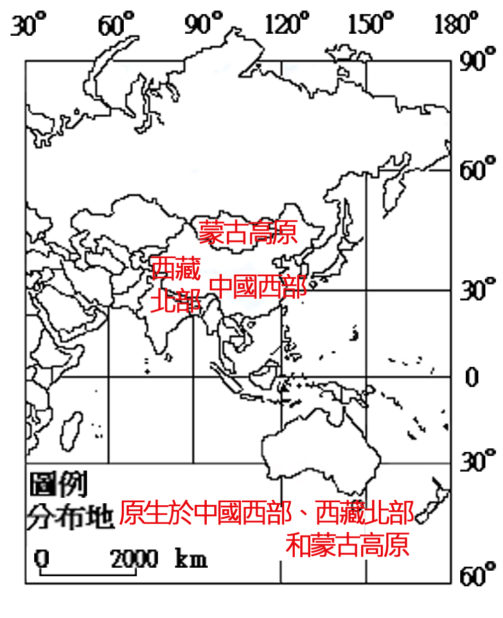 075-038-02掌葉大黃 (Rheum palmatum L.)