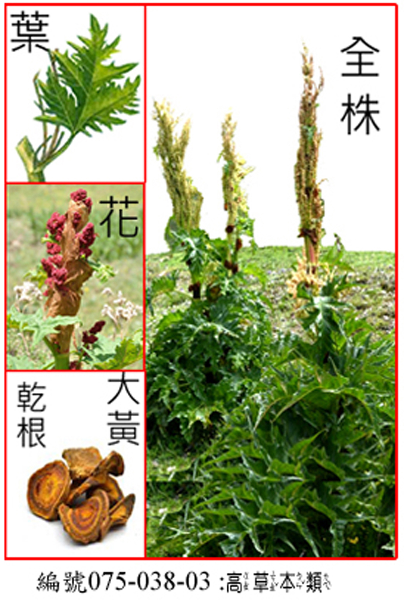 075-038-03唐古特大黃