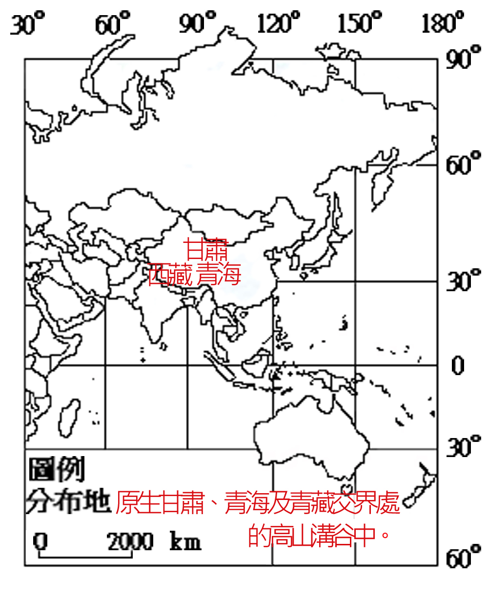 075-038-03唐古特大黃