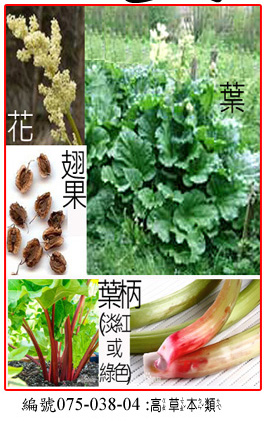 075-038-04食用大黃