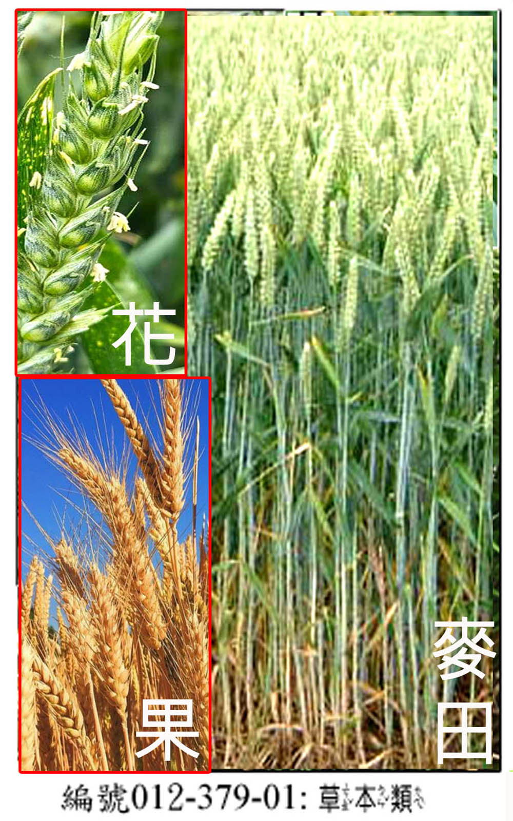 012-379-01小麥(以烏茲別克的小麥栽培區為例)