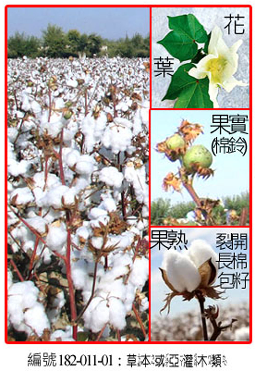 182-011-01陸地棉(以烏茲別克為例)       