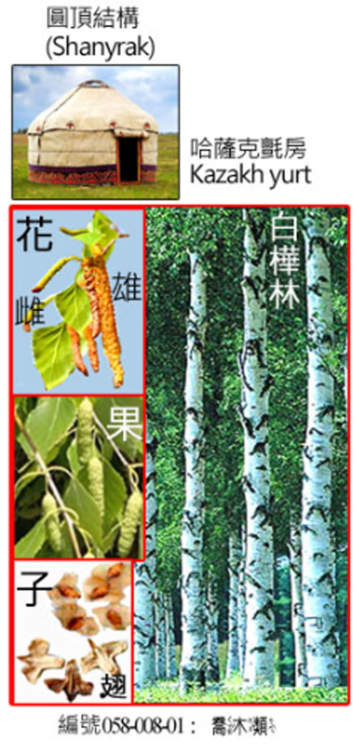 058-008-01白樺(以哈薩克為例) 
