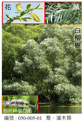 050-005-01白柳（Salix alba L.）