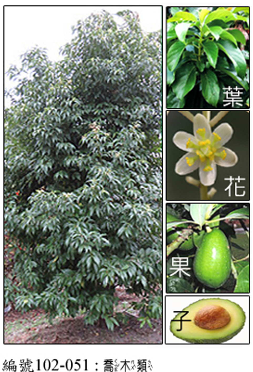 102-051酪梨(Persea americana  Mill., 1754)