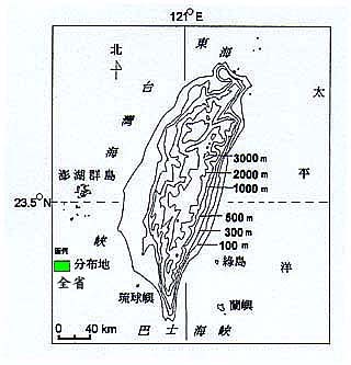 水竹葉