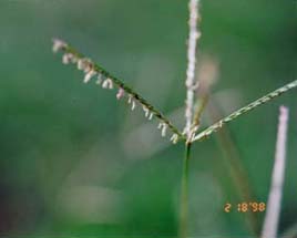 狗牙根的花