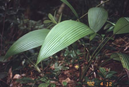 船仔草(或大仙茅等)