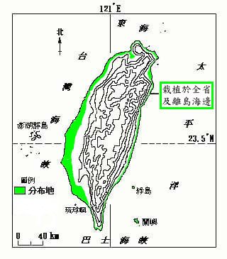 木賊葉木麻黃