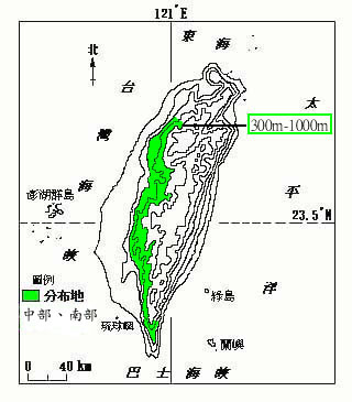 榔榆