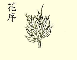 台灣野稗的花序