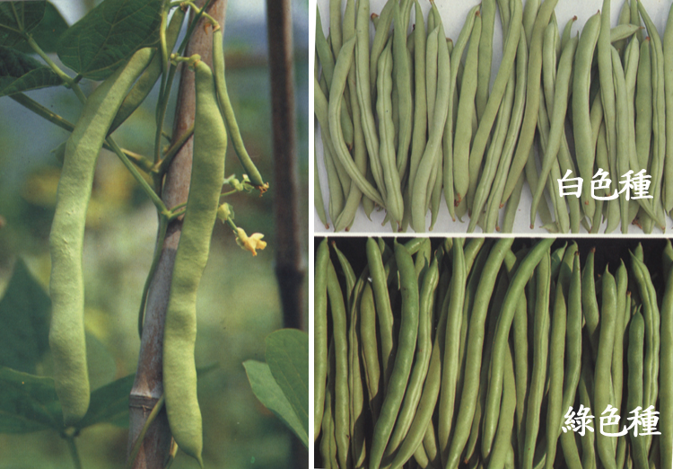 132c-300f2.jpg (336337 bytes)