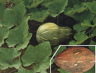 294-008f2.jpg (70825 bytes)