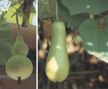 294-012f2.jpg (140529 bytes)