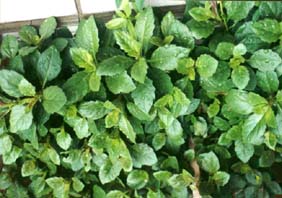 300-161f1.jpg (26771 bytes)