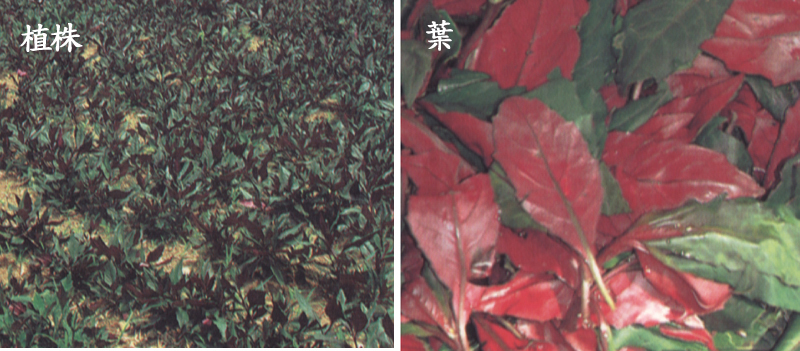 300-161f2.jpg (302408 bytes)