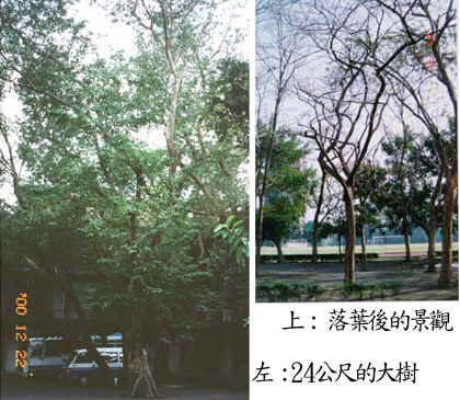 132c-310f1.jpg (54139 bytes)